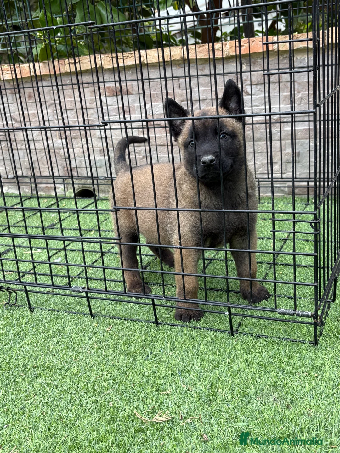 Pastor Belga Malinois perros en venta: Cachorro de Malinois  - Anuncio 2