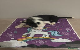 Border Collie perros en venta: Border collie  - Imagen 5