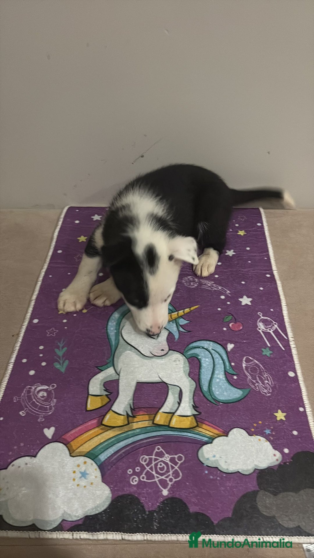 Border Collie perros en venta: Border collie  - Imagen 5
