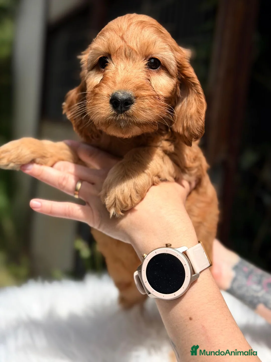Cockapoo perros en venta: COCKAPOO APRICOT - Anuncio 2