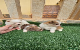 Pomerania perros en venta: Bonitos pomeranias  - Imagen 4
