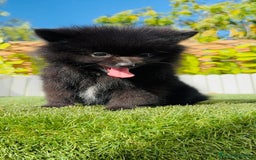 Pomerania perros en venta: POMERANIA HEMBRA - Imagen 17
