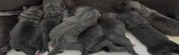 Cane Corso perros en venta: Cane corso linea campeones de belleza  - Anuncio 9