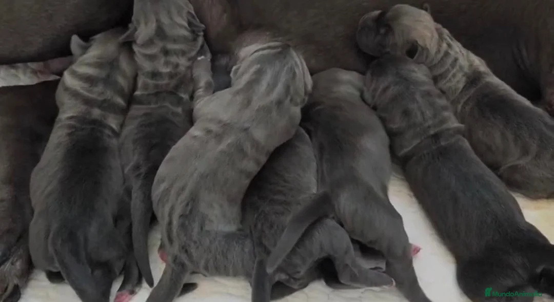 Cane Corso perros en venta: Cane corso linea campeones de belleza  - Anuncio 9