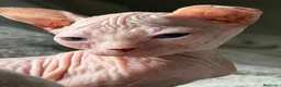 Sphynx gatos en venta: Sphynx blancos y bicolor - Anuncio 2