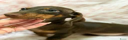 Teckel Miniatura perros en venta: Preciosas teckel  chocolate  - Anuncio 5