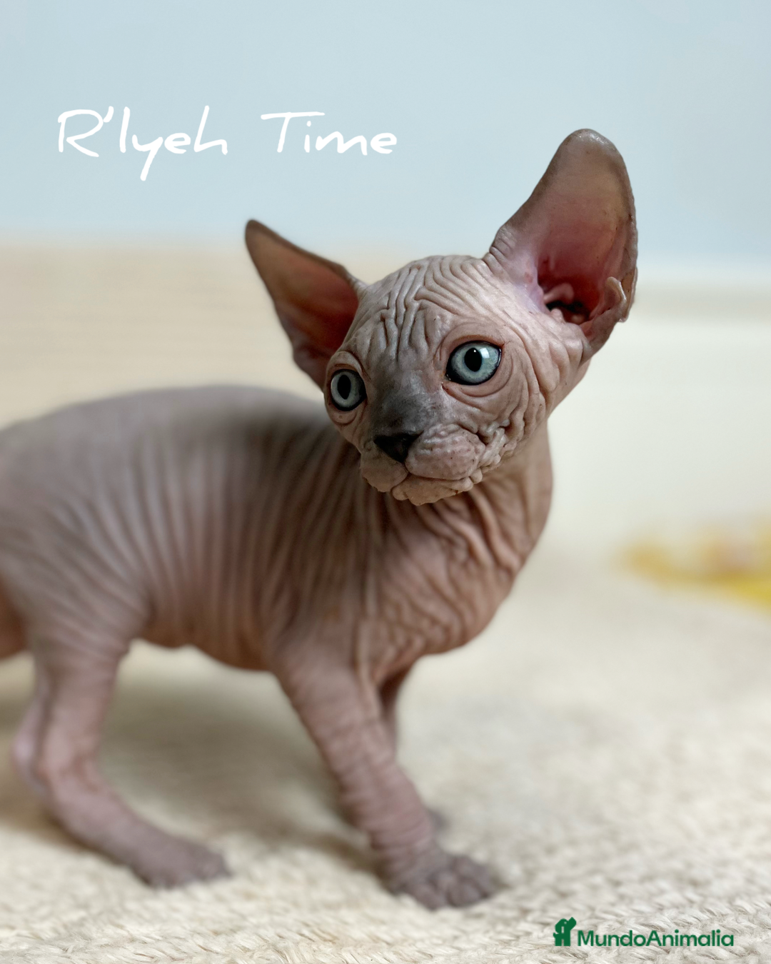 Sphynx gatos en venta: Sphynx - Imagen 6