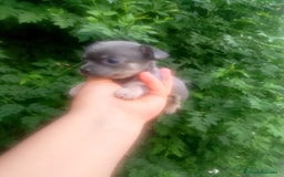 Chihuahua perros en venta: Camada de chihuahua toy  - Imagen 9