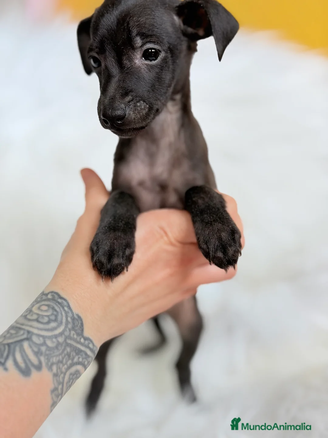 Pequeño Lebrel Italiano perros en venta: Lebrel Italiano Piccolo  - Anuncio 6