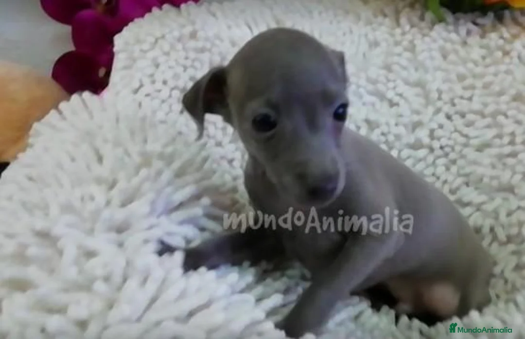 Imagen de galería {{count}}