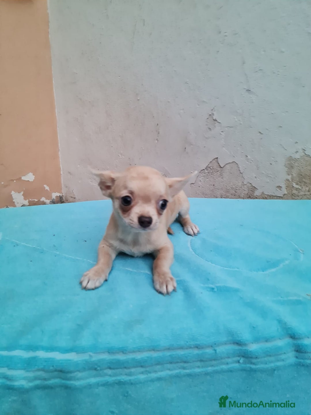 Chihuahua perros en venta: Chihuahua Toy machos  - Imagen 3