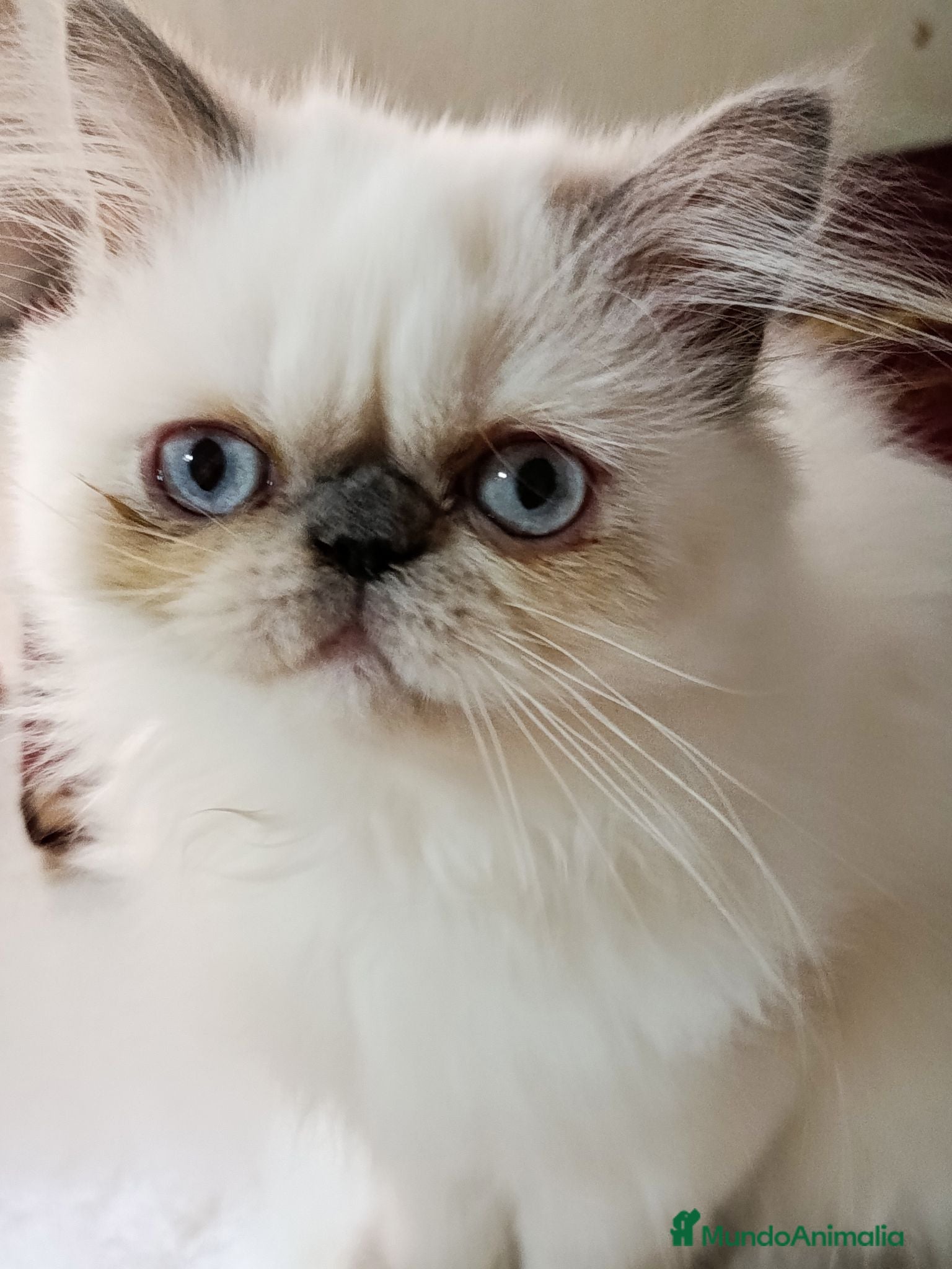 Himalayo gatos CACHORRO HIMALAYO BLUE POINT - Anuncio 3