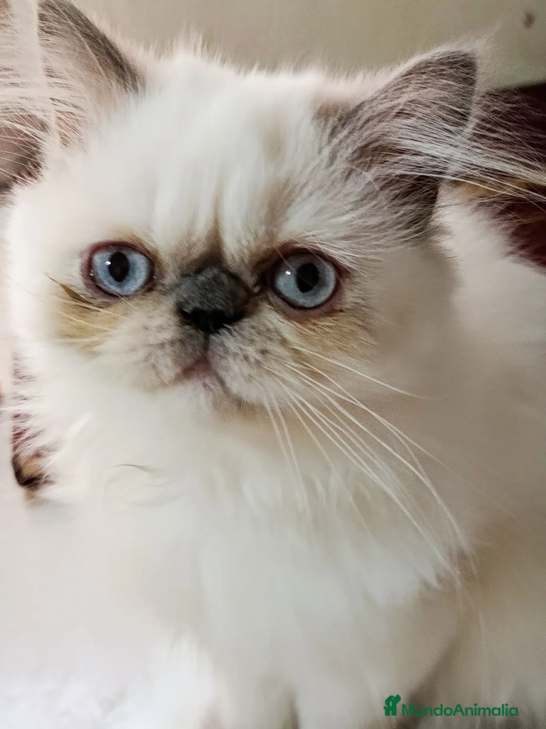 Himalayo gatos en venta: CACHORRO HIMALAYO BLUE POINT - Anuncio 1