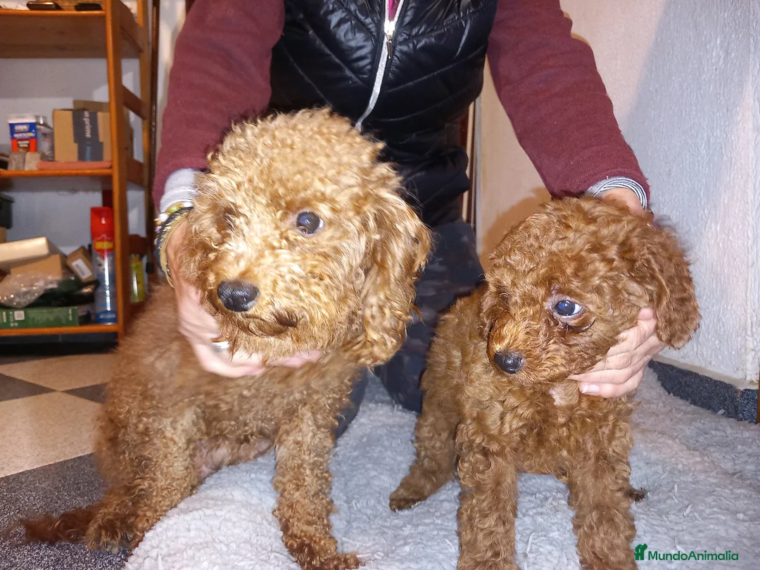 Caniche Toy perros en venta: Caniche Toy macho. en Sevilla - Anuncio 6