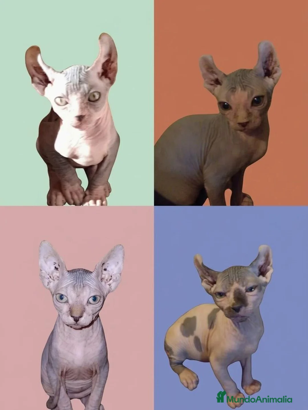 Sphynx gatos en venta: Gatitos sphynx  - Anuncio 7