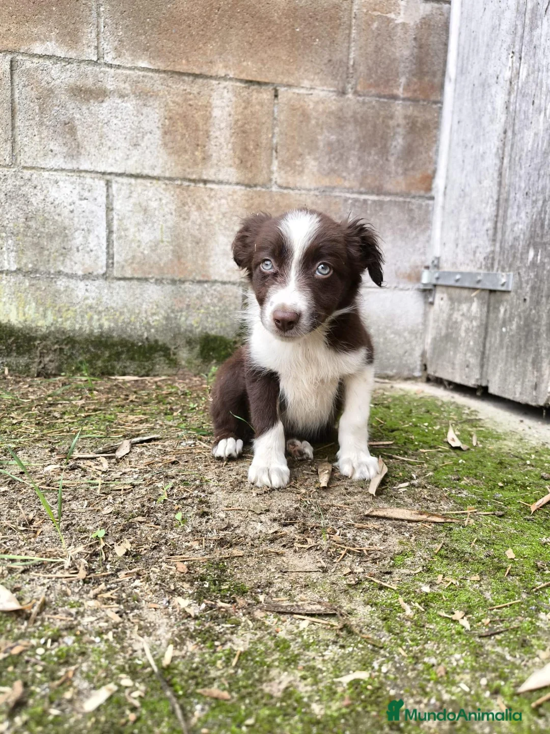 Border Collie perros en venta: Cachorros border collie puros! 2 meses - Anuncio 11