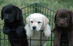 Labrador Retriever perros en venta: Tierno bebé de cachorrito de Labrador Retriever - Imagen 1
