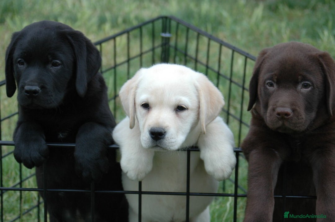 Labrador Retriever perros en venta: Tierno bebé de cachorrito de Labrador Retriever - Imagen 1
