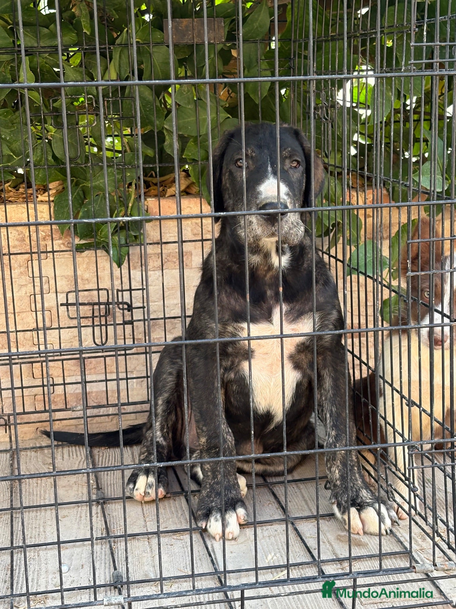 Pastor de Asia Central perros Cachorro Alabai  - Anuncio 1