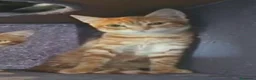 Europeo de Pelo Corto gatos en venta: Gata Europea - Anuncio 3