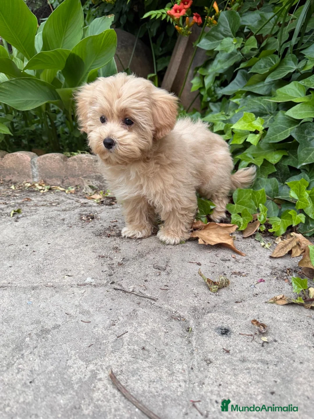 Maltipoo perros en venta: Maltipoo - Anuncio 1