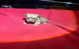 Morkie perros en venta: Morkies  - Imagen 5