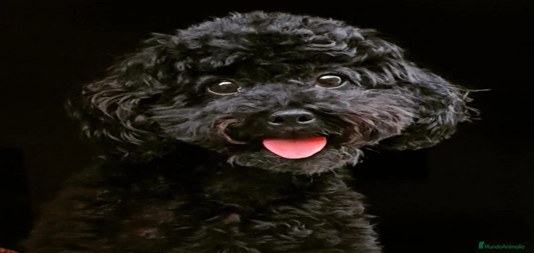 Imagen de galería {{count}}