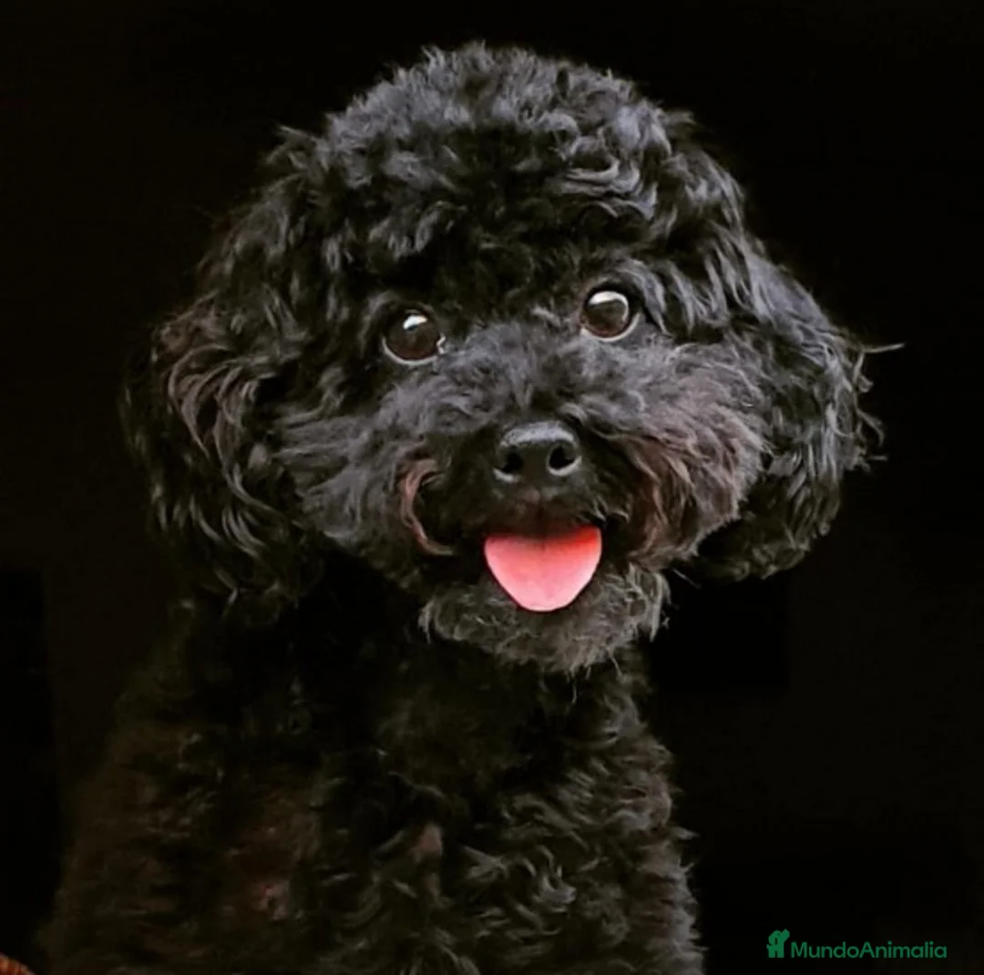 Imagen de galería {{count}}