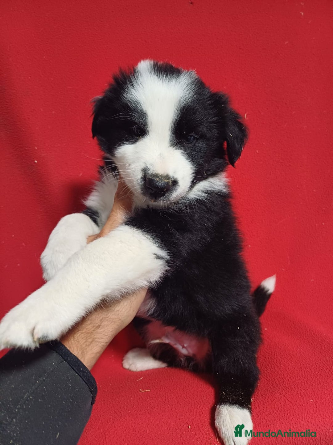 Border Collie perros en venta: Border Collie Blanco y Negro  - Anuncio 2