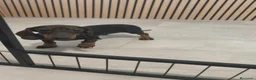 Teckel Miniatura perros en venta: Teckel Mini hembra disponible  - Anuncio 8