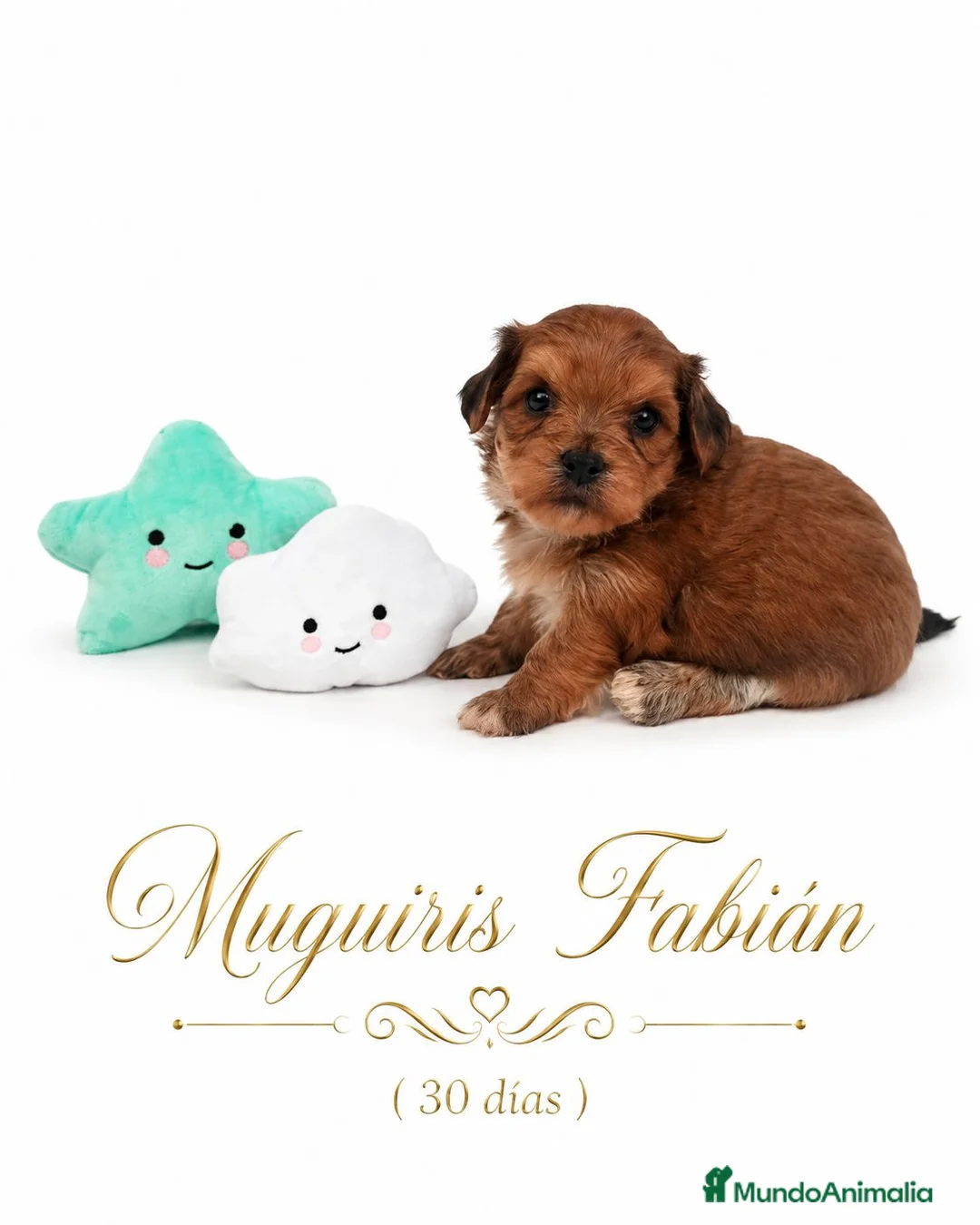 Bichón Habanero perros en venta: Muguiris Fabián  - Anuncio 1