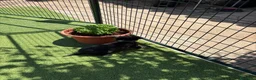 Pastor Belga Malinois perros en venta: PASTOR BELGA MALINOIS - Anuncio 8