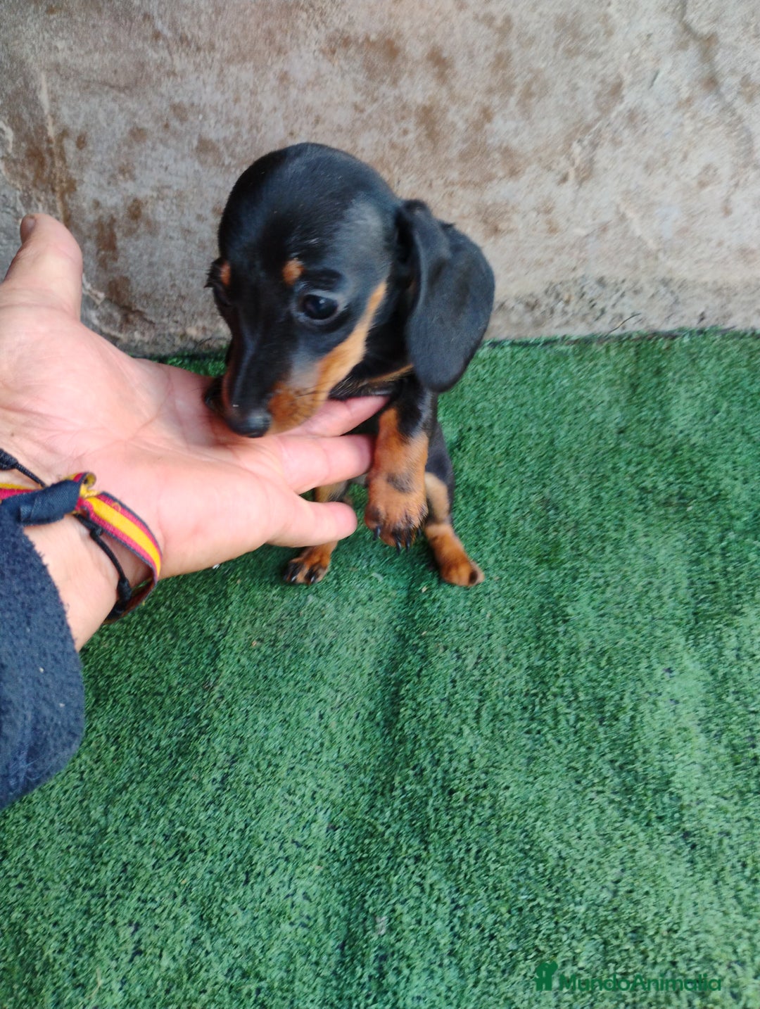 Teckel perros en venta: Hembra teckel miniatura  - Imagen 3