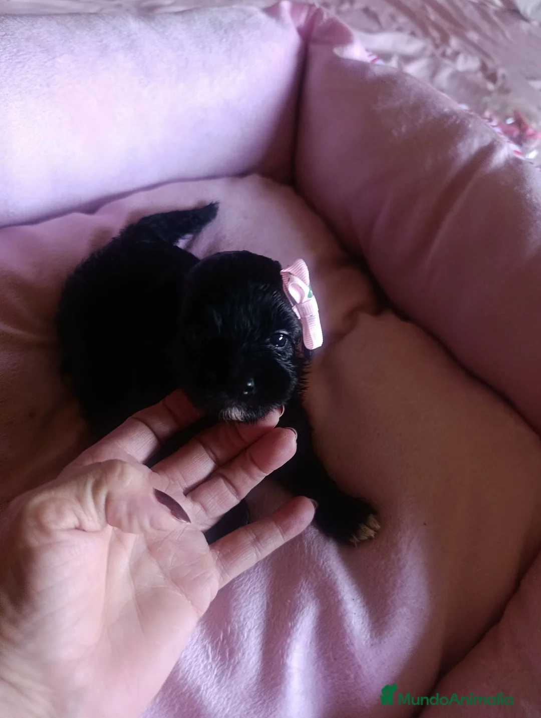 Maltipoo perros en venta: MALTIPOO MACHO NEGRO EXCLUSIVO - Anuncio 1