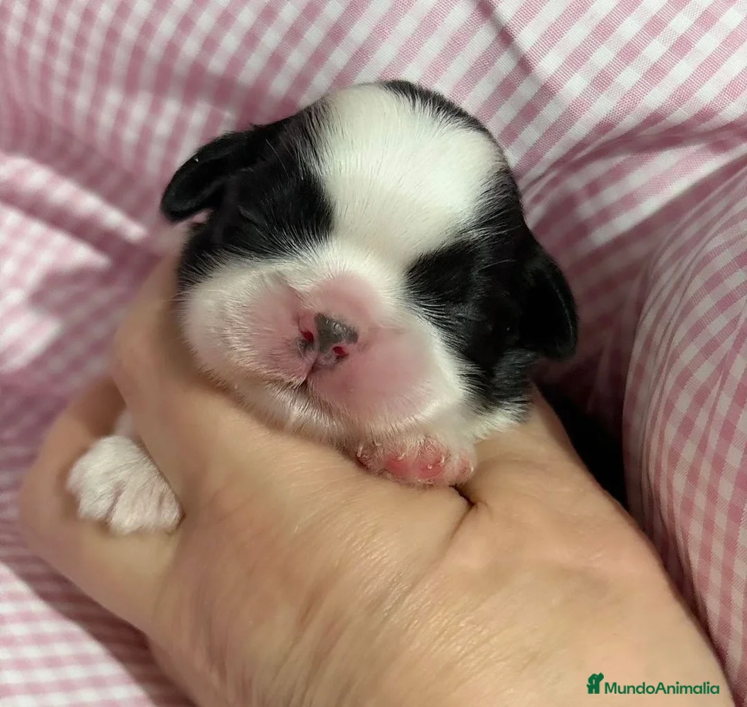 Shih Tzu perros en venta: Cachorros de Shih tzu recién nacidos 🐾🐣 - Anuncio 3
