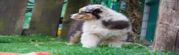 Pastor Australiano perros en venta: Cachorros Pastor Australiano - Anuncio 5