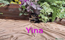 Yorkshire Terrier perros en venta: YORKSHIRE HEMBRA OPORTUNIDAD  - Imagen 3