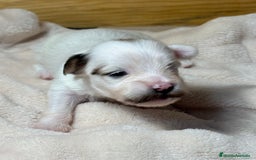 Bichón Habanero perros en venta: Cachorros Bichon habanero  - Anuncio 4
