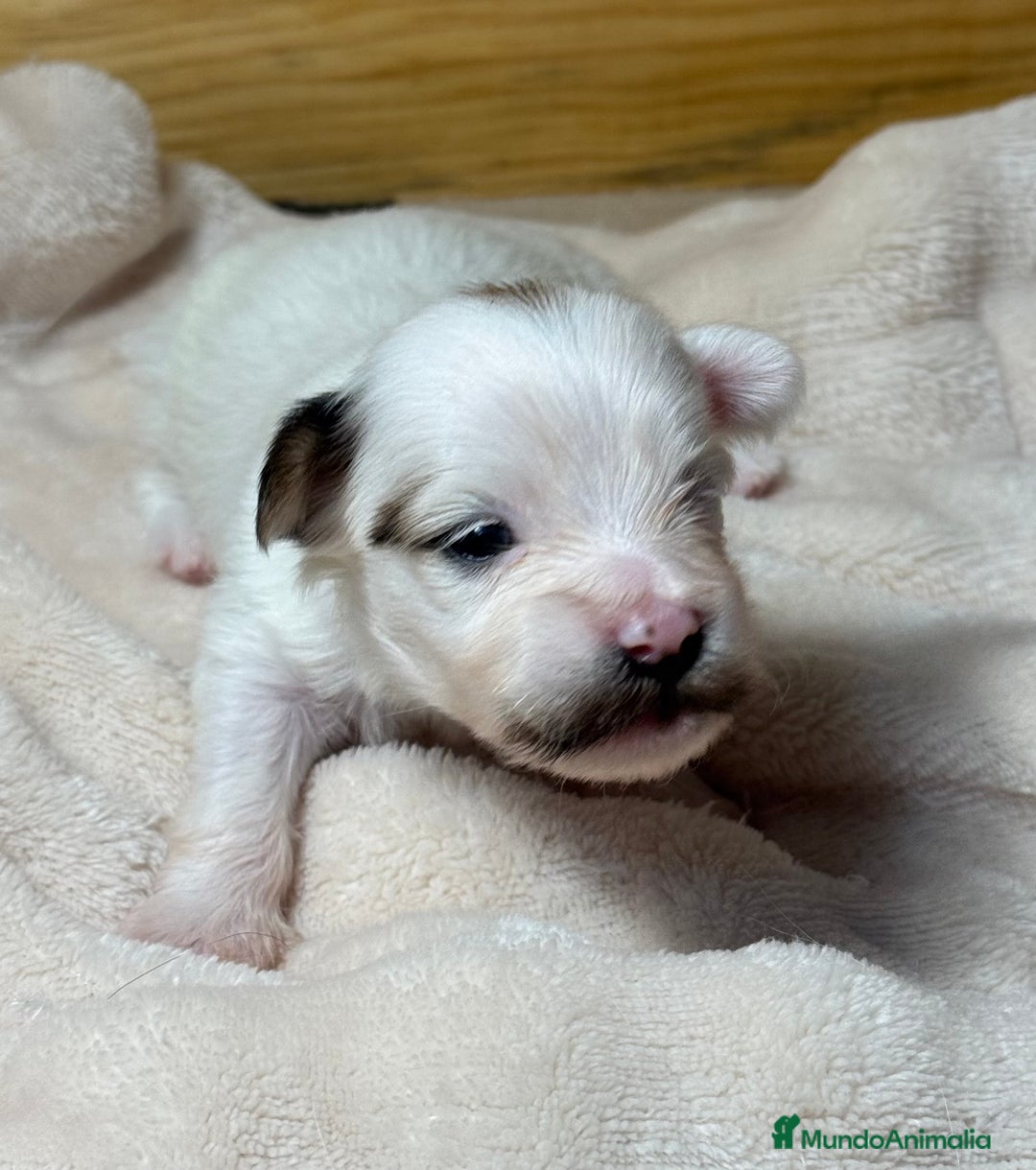 Bichón Habanero perros en venta: Cachorros Bichon habanero  - Anuncio 4