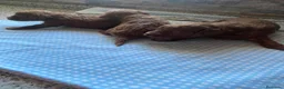 Caniche Toy perros en venta: Machos de caniche toy  - Anuncio 6