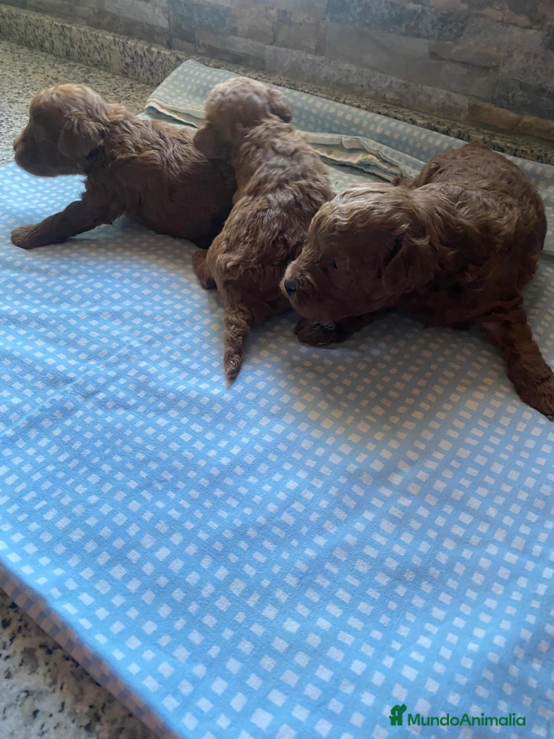 Caniche Toy perros en venta: Machos de caniche toy  - Anuncio 6