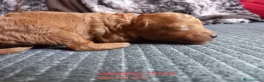 Caniche Toy Cachorro 3