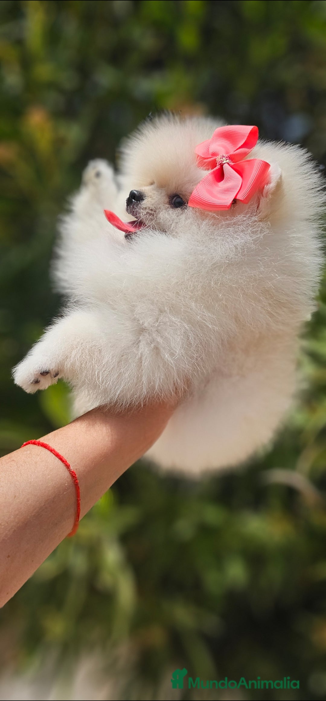 Pomerania perros en venta: Preciosa cachorrita Pomerania  - Imagen 5