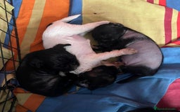 Perro Crestado Chino perros en venta: Crestado chino - Imagen 3