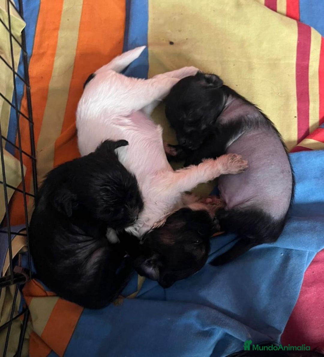 Perro Crestado Chino perros en venta: Crestado chino - Imagen 3