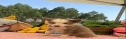 Border Collie perros en venta: Exclusivos border collie rojo australiano y lilac - Anuncio 3