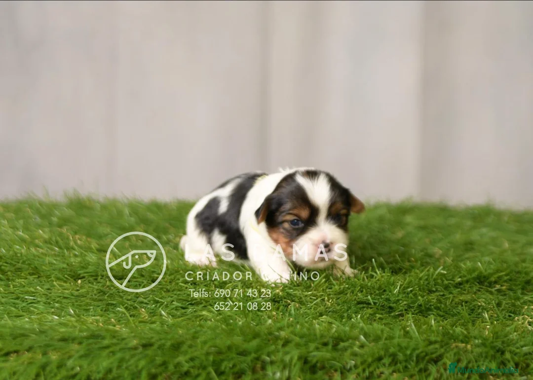 Biewer Yorkshire Terrier a la Pom Pon perros en venta: Biewer yorkshire - Anuncio 2