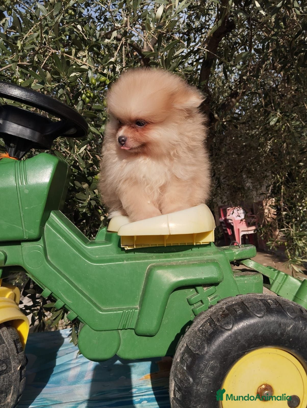 Pomerania perros Pomeranias Toy - Anuncio 1
