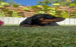 Teckel Miniatura perros en venta: TECKEL MINIATURA  - Imagen 7