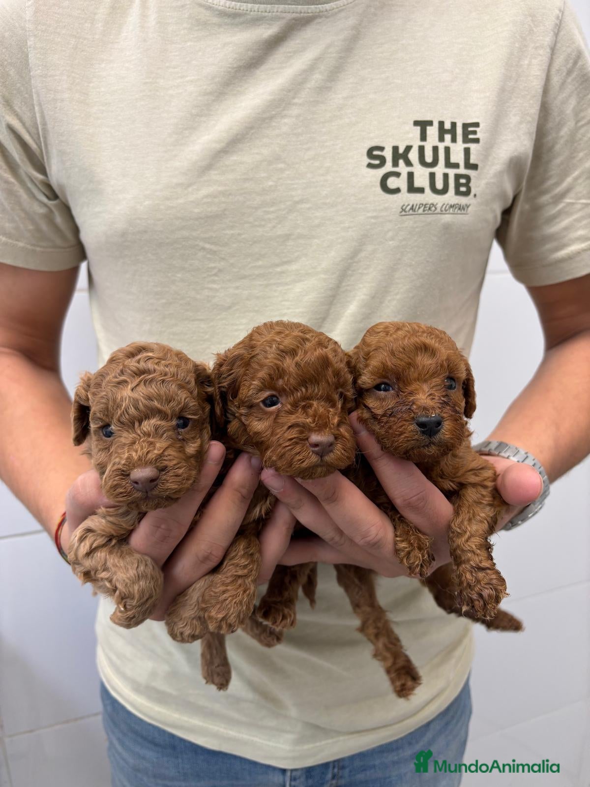 Caniche Toy perros Caniche Toy 1.600€ ¡Precio Real! - Anuncio 1